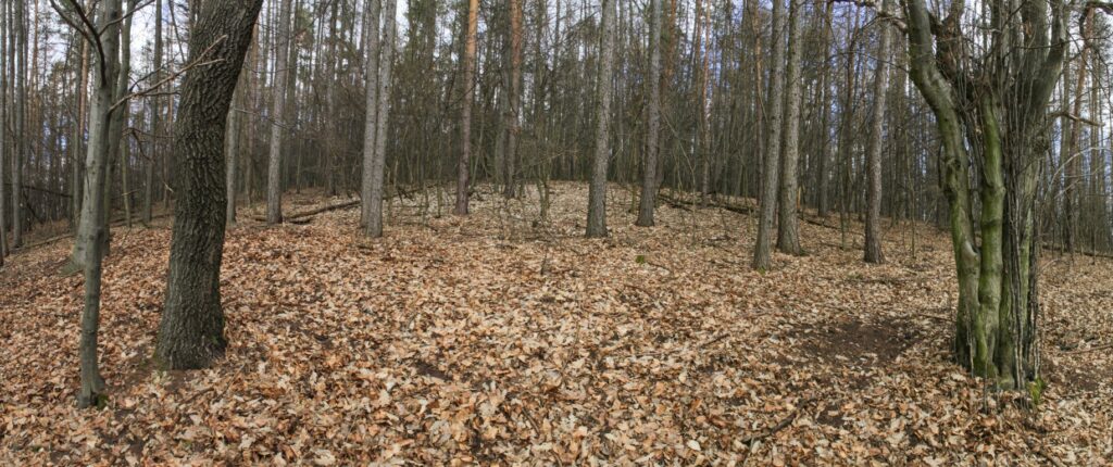 Kamenec. Les. (r.2021/Canonsp.)