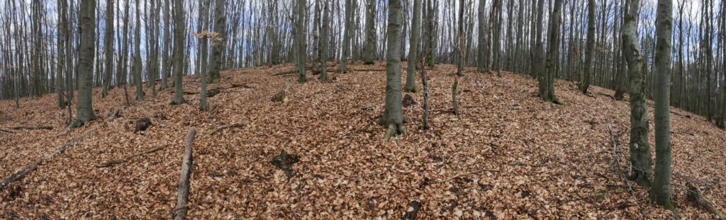 Kamenec. Kľudný les. (r.2021/Canonsp.)