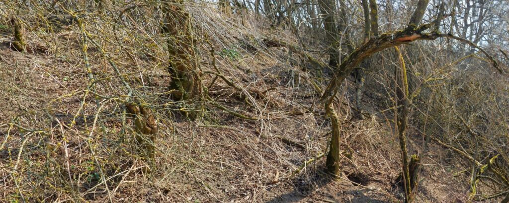 Zemný hrad. Archeologická lokalita Fidvár. (r.2021/Canonsp.)