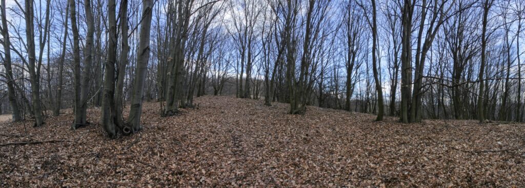 Kamenec. Les. (r.2021/Canonsp.)