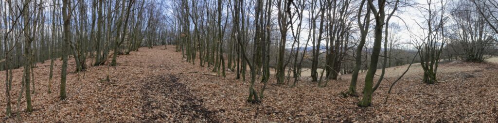 Kamenec. Vrchlom. Časť pod vrcholom. (r.2021/Canonsp.)