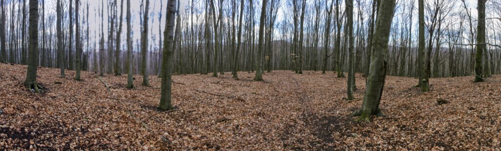 Kamenec. Vrchol. (r.2021/Canonsp.)