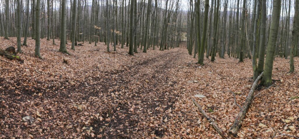 Kamenec. Cesta vrcholovou časťou. (r.2021/Canonsp.)