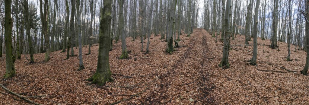 Kamenec. Pohľad na vrchol. (r.2021/Canonsp.)