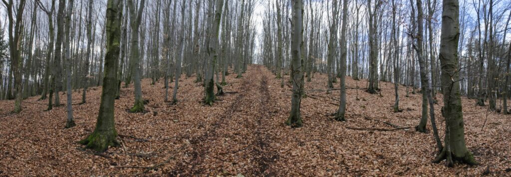 Kamenec. Cesta z vrchola. (r.2021/Canonsp.)