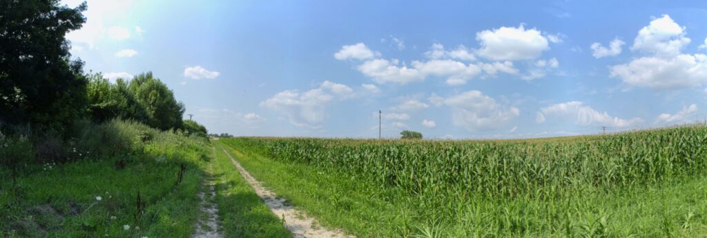 Dolné pole/Pri čechynskej ceste. Cestička povedľa kukuričného pola. (r.2021/Canonsp.)