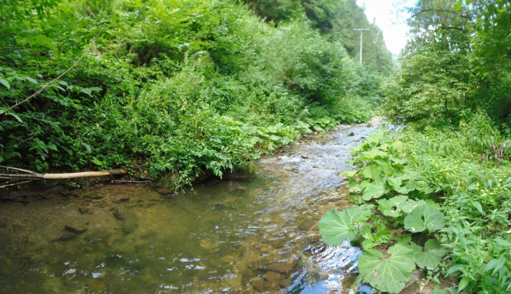 Bystrica. Uhliská. Bystrinka. (r.2021/OlympusSP810UZ)