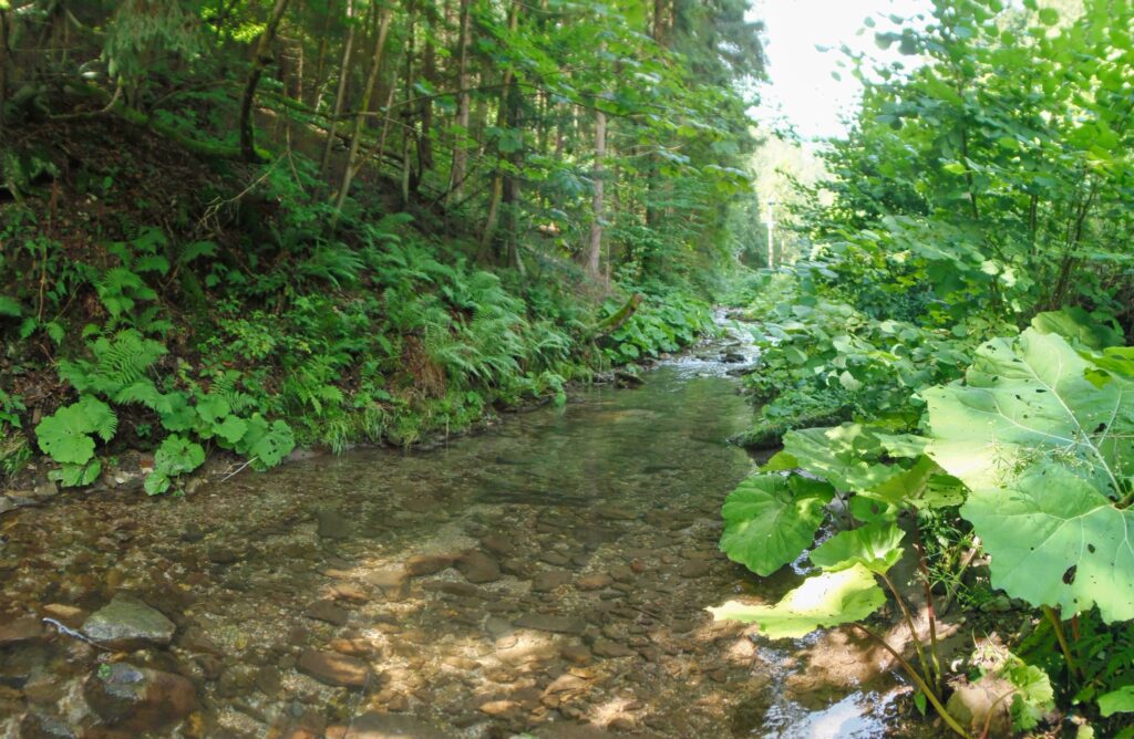 Bystrica. Uhliská. Čistá voda v koryte. (r.2021/OlympusSP810UZ)