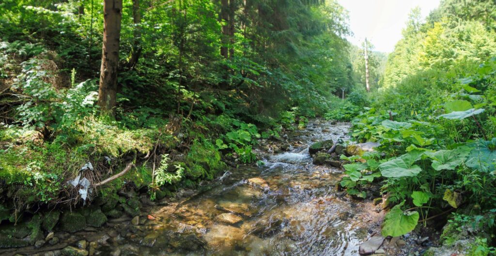 Bystrica. Uhliská. Vlásočnica. (r.2021/OlympusSP810UZ)