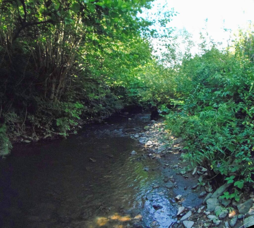 Horná Žitava. Pritková. Plytčina. (r.2021/OlympusSP810UZ)
