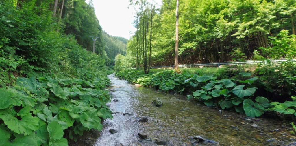 Bystrica. Uhliská. Cesta vedľa koryta. (r.2021/OlympusSP810UZ)