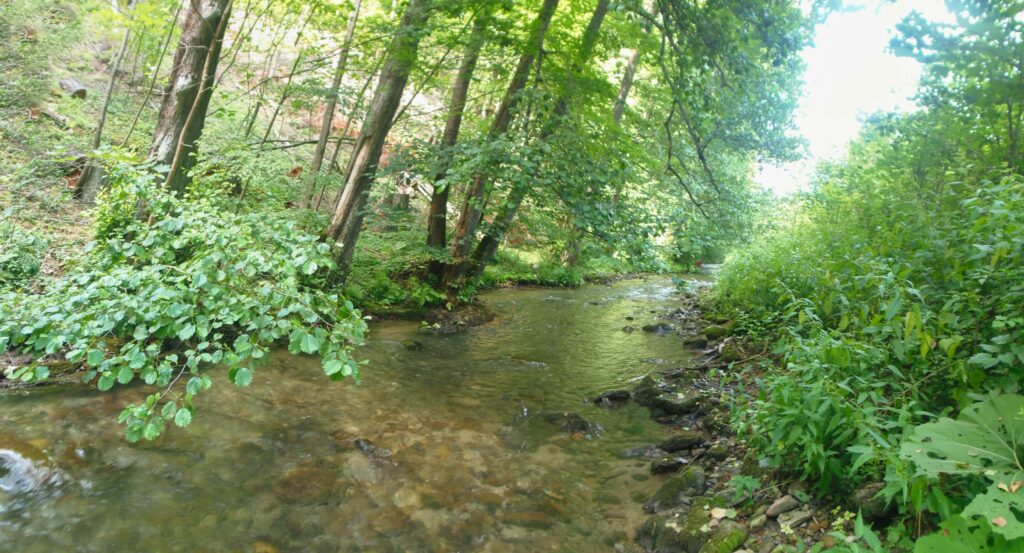 Starohorský potok. Kurtinovo. Pod lesom. (r.2021/OlympusSP810UZ)