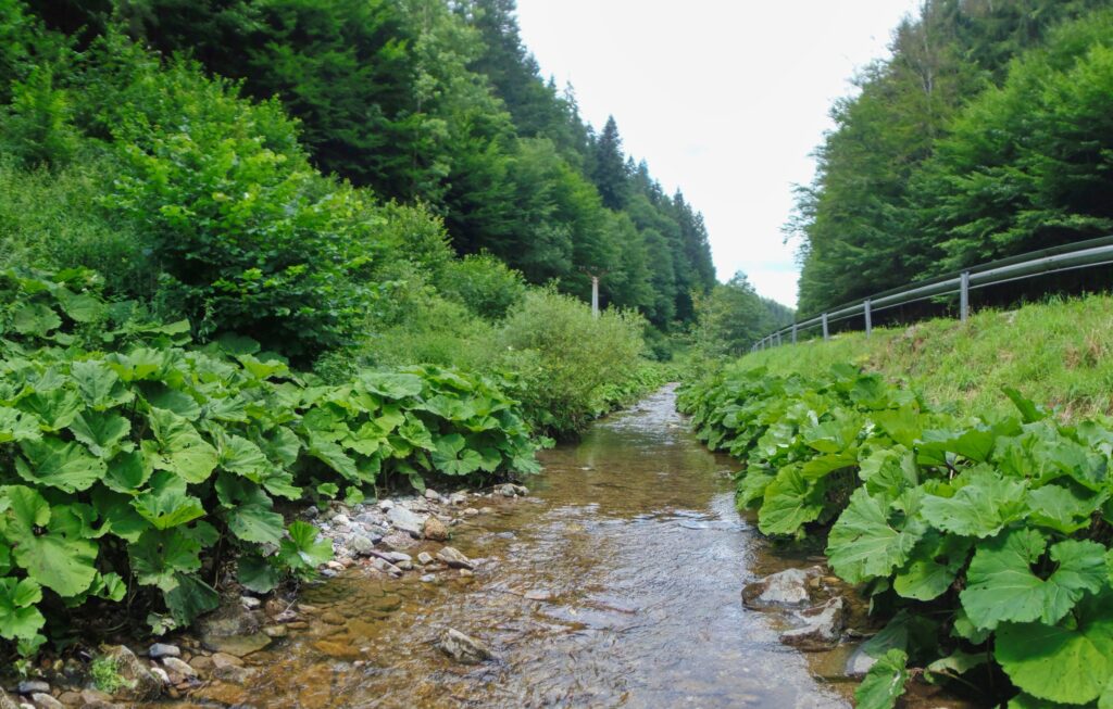 Bystrica. Uhliská. Rovné a úzke koryto. (r.2021/OlympusSP810UZ)