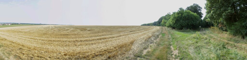 Bučáň. Rázcestie v lese. (r.2021/Canonsp.)
