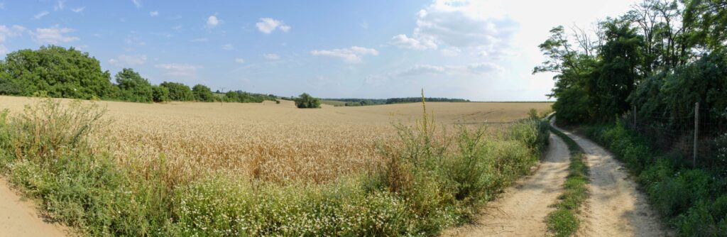 Od svätoplukovskej cesty. Zvlnená cesta. (r.2021/Canonsp.)