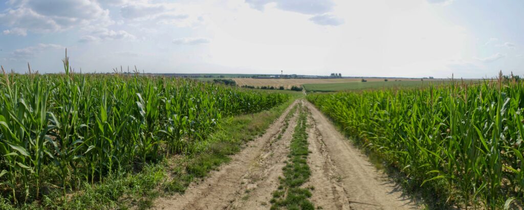 Pri cabajskej ceste. Cesta kukuričným polom. (r.2021/Canonsp.)