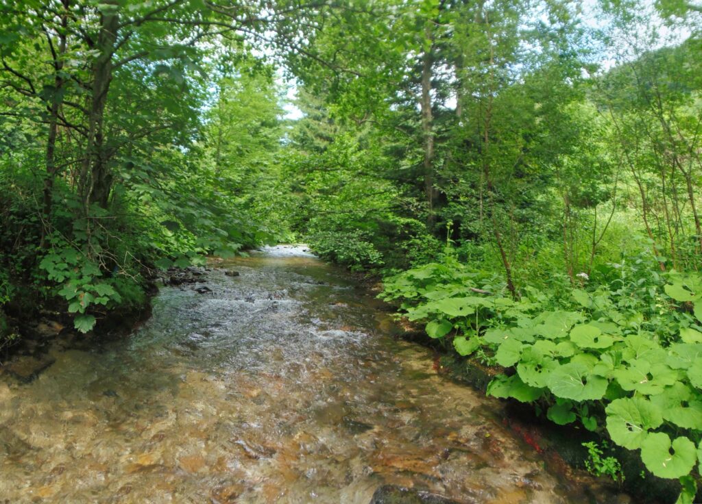 Starohorský potok. Vozná dolina. Bystrina. (r.2021/OlympusSP810UZ)