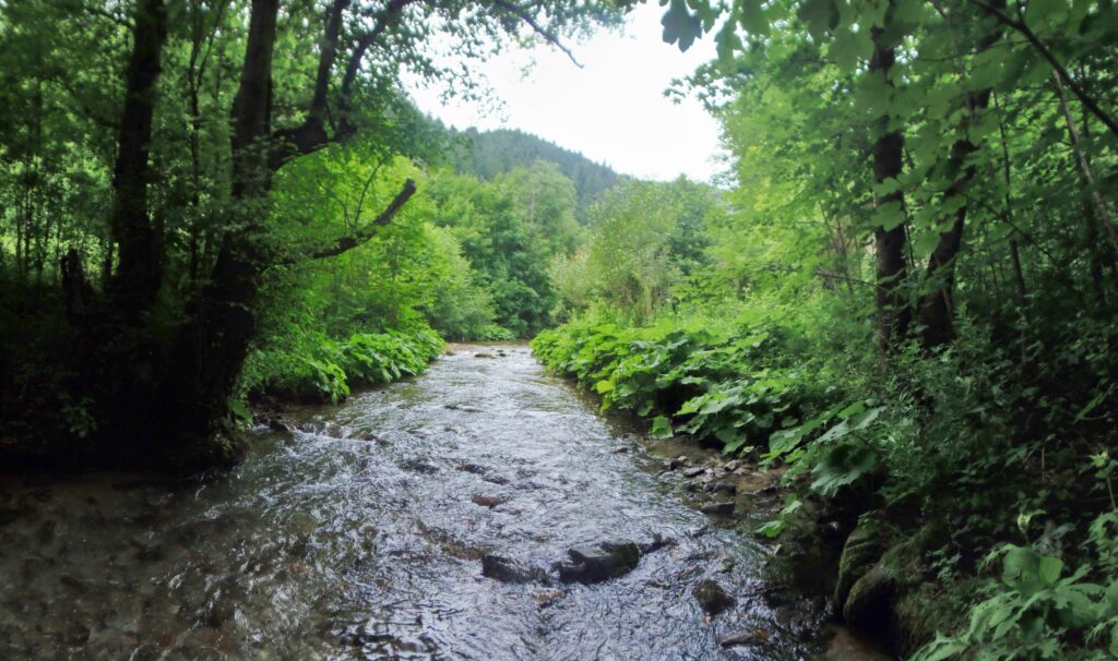 Starohorský potok. Malá medvedia. Horská bystrina. (r.2021/OlympusSP810UZ)
