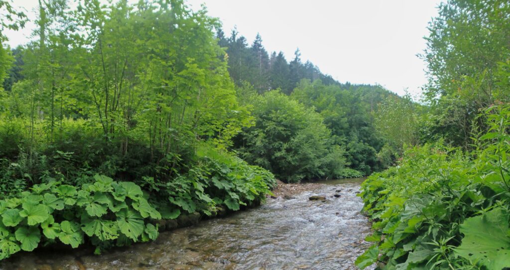 Starohorský potok. Malá medvedia. Pereje. (r.2021/OlympusSP810UZ)