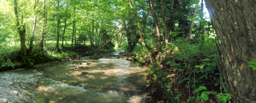 Starohorský potok. Polkanová. Zátišie pri toku. (r.2021/OlympusSP810UZ)