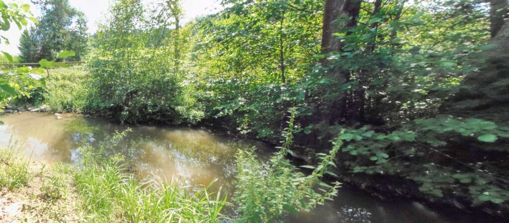Lukavica. Jelšové. Tichý úsek toku. (r.2021/OlympusSP810UZ)
