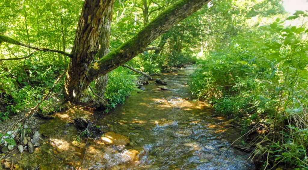 Bukovec. Roveň. V koryte potoka. (r.2021/OlympusSP810UZ)