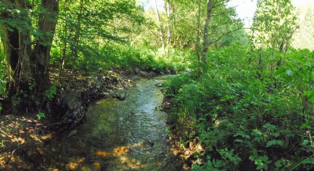 Bukovec. Roveň. Prúdy. (r.2021/OlympusSP810UZ)