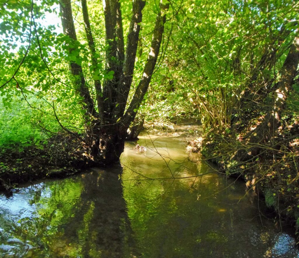 Ľupčica. Bukovinka. Zátišie pri potoku. (r.2021/OlympusSP810UZ)