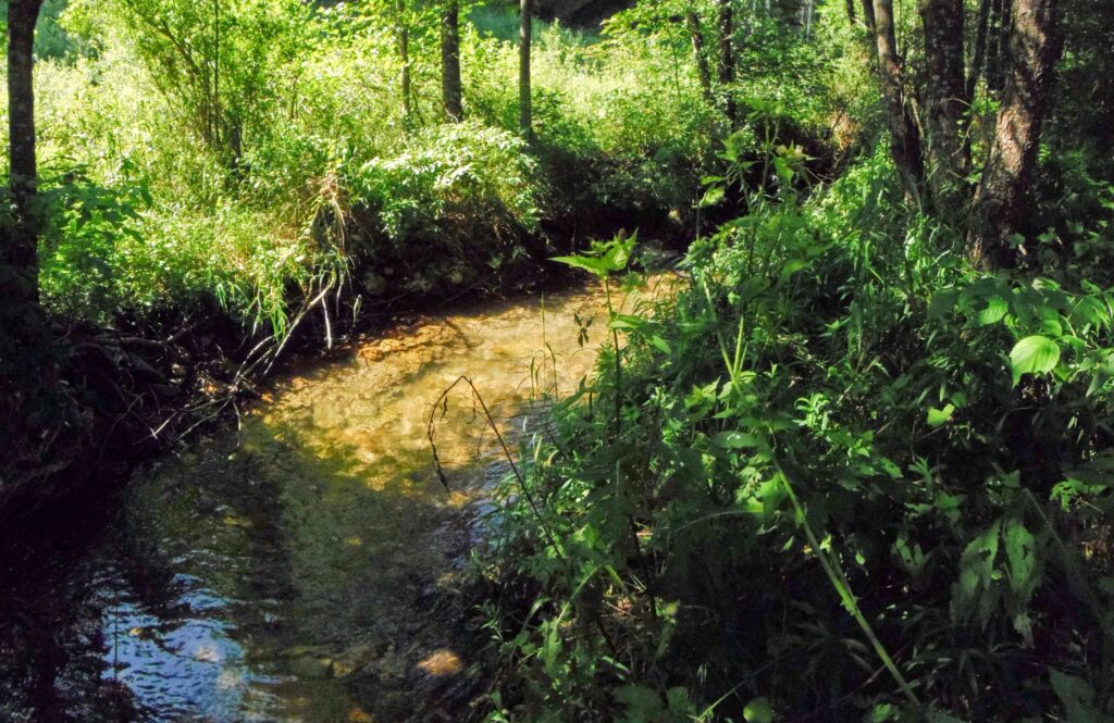 Bukovec. Roveň. Kľukatiaci sa tok. (r.2021/OlympusSP810UZ)