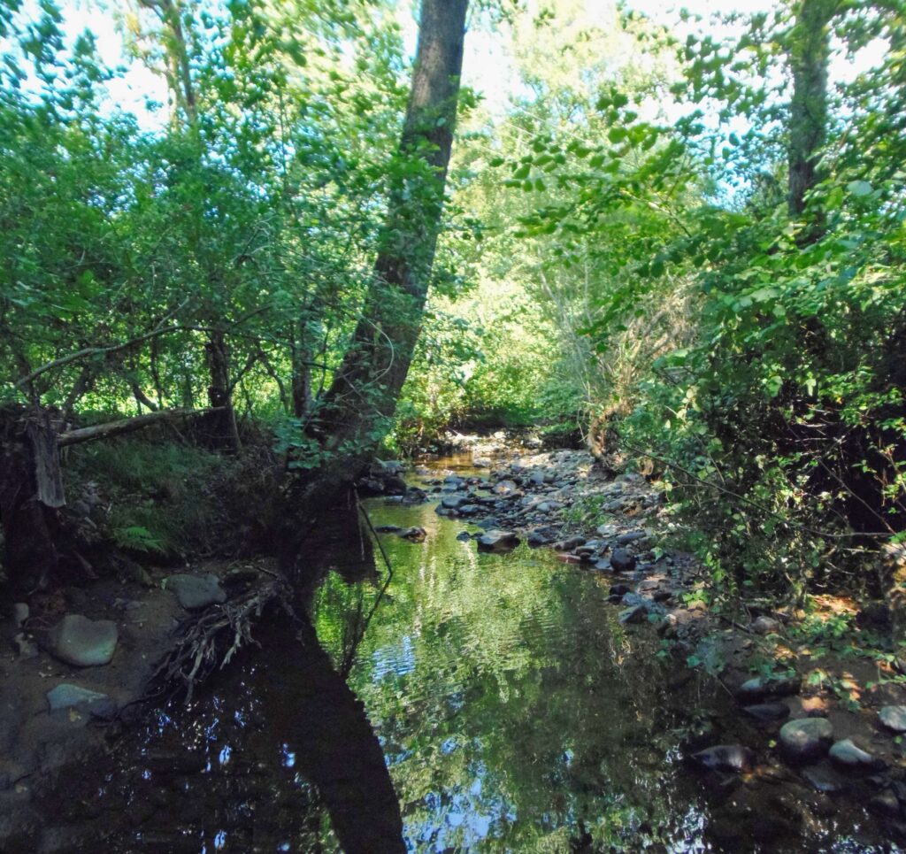 Hučava. Kalinovec. Zátišie pri potoku. (r.2021/OlympusSP810UZ)