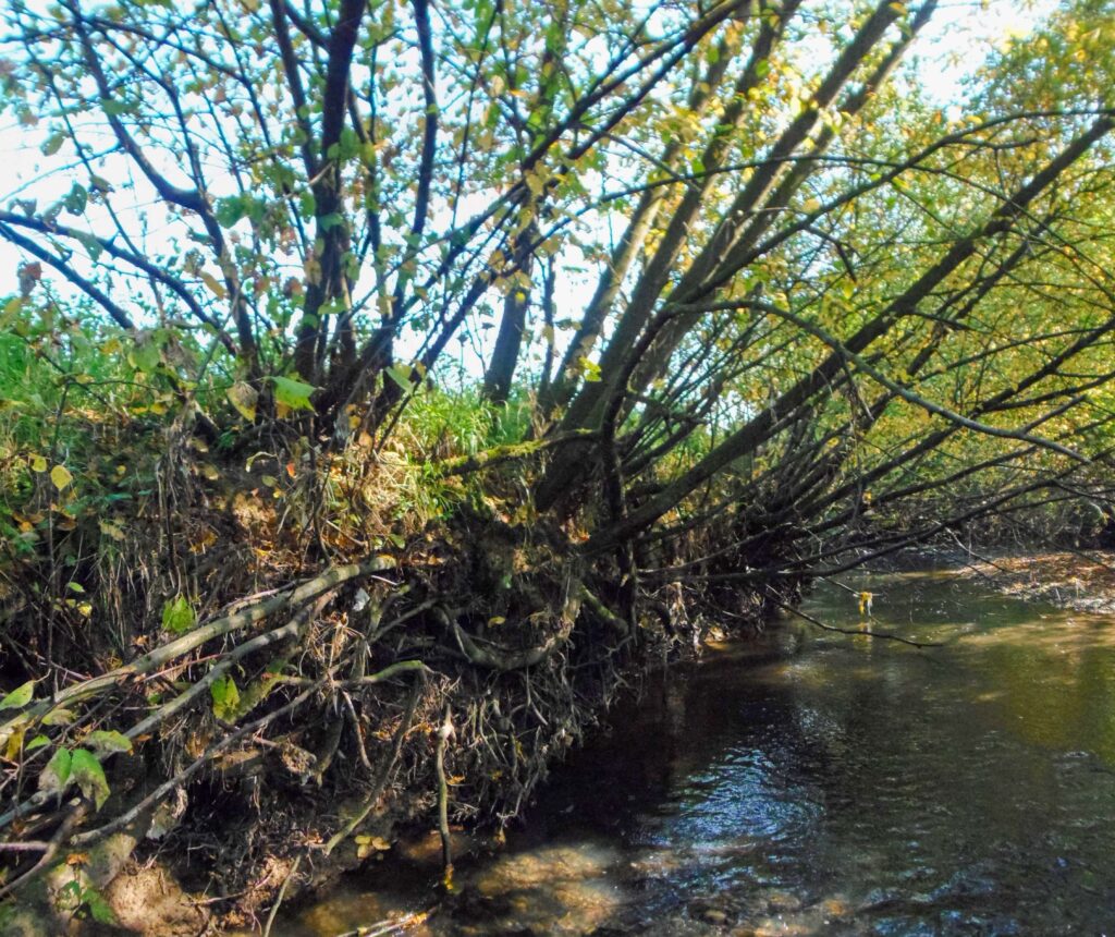 Hučava. Hrádok. Prirodzené brehy potoka. (r.2021/OlympusSP810UZ)
