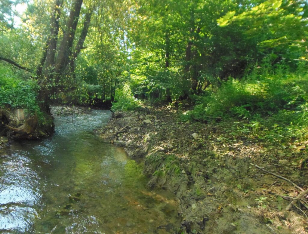 Ľupčica. Bukovinka. Hlinený breh potoka. (r.2021/OlympusSP810UZ)