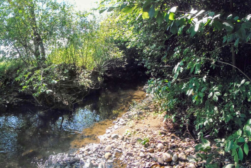 Hučava. Kalinovec. Zarastený tok. (r.2021/OlympusSP810UZ)
