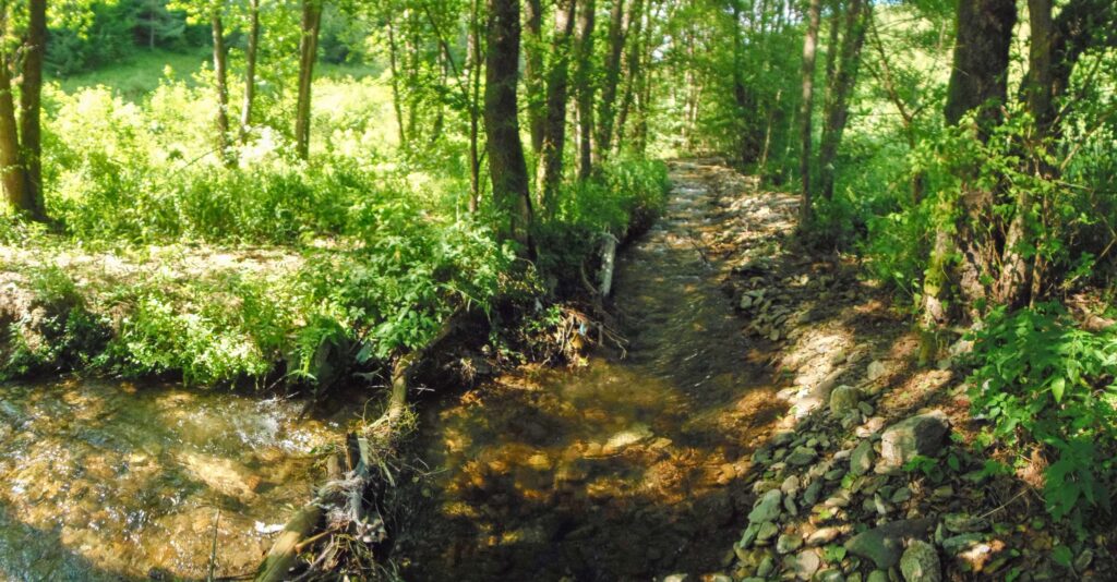Bukovec. Roveň. Rovný úsek toku. (r.2021/OlympusSP810UZ)