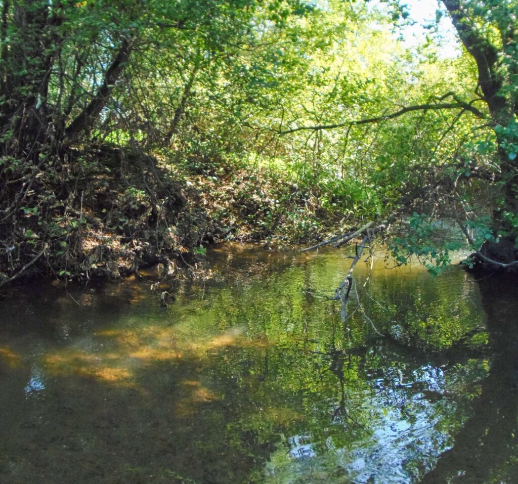 Zolná. Močiar. Koryto potoka. (r.2021/OlympusSP810UZ)