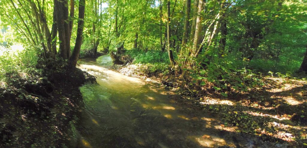 Ľupčica. Bukovinka. Koryto potoka s prirodzenými brehmi. (r.2021/OlympusSP810UZ)