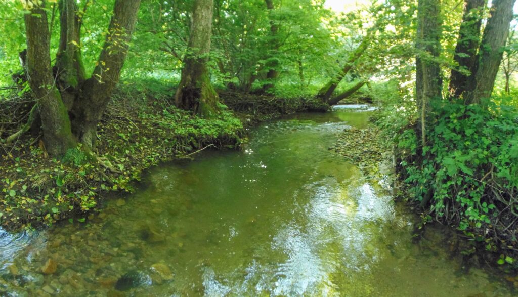 Ľupčica. Bukovinka. Zátišie pri potoku. (r.2021/OlympusSP810UZ)