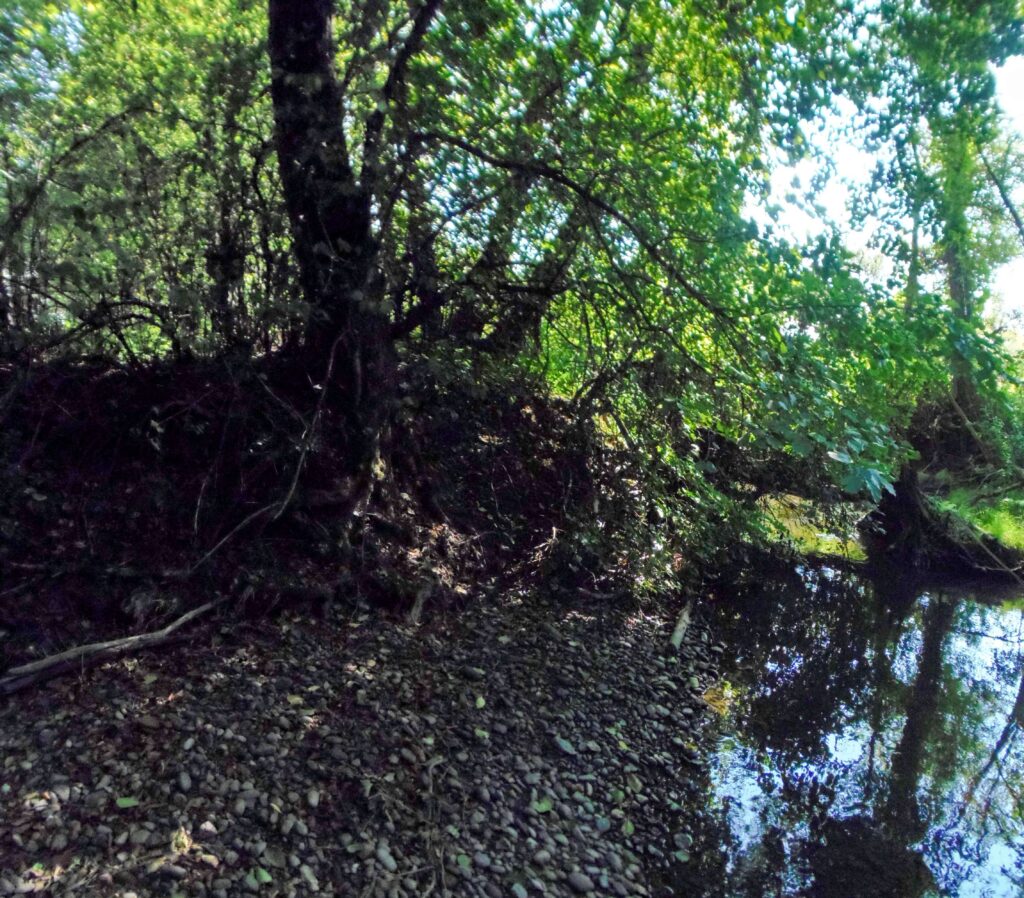 Hučava. Hrádok. Naplavený štrk. (r.2021/OlympusSP810UZ)