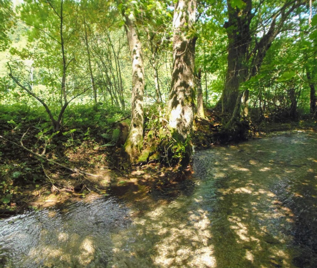 Starohorský potok. Dúbie/Mišutová. Koryto s prirodzenými brehmi. (r.2021/OlympusSP810UZ)