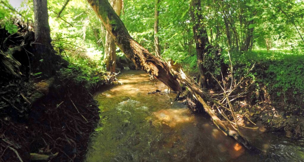 Moštenický potok. Breziny/Drahy. Koryto. (r.2021/OlympusSP810UZ)