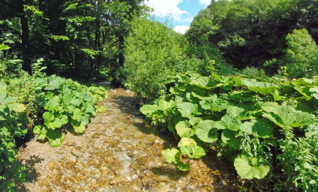 Starohorský potok. Dúbie/Mišutová. Priezračná horská voda. (r.2021/OlympusSP810UZ)