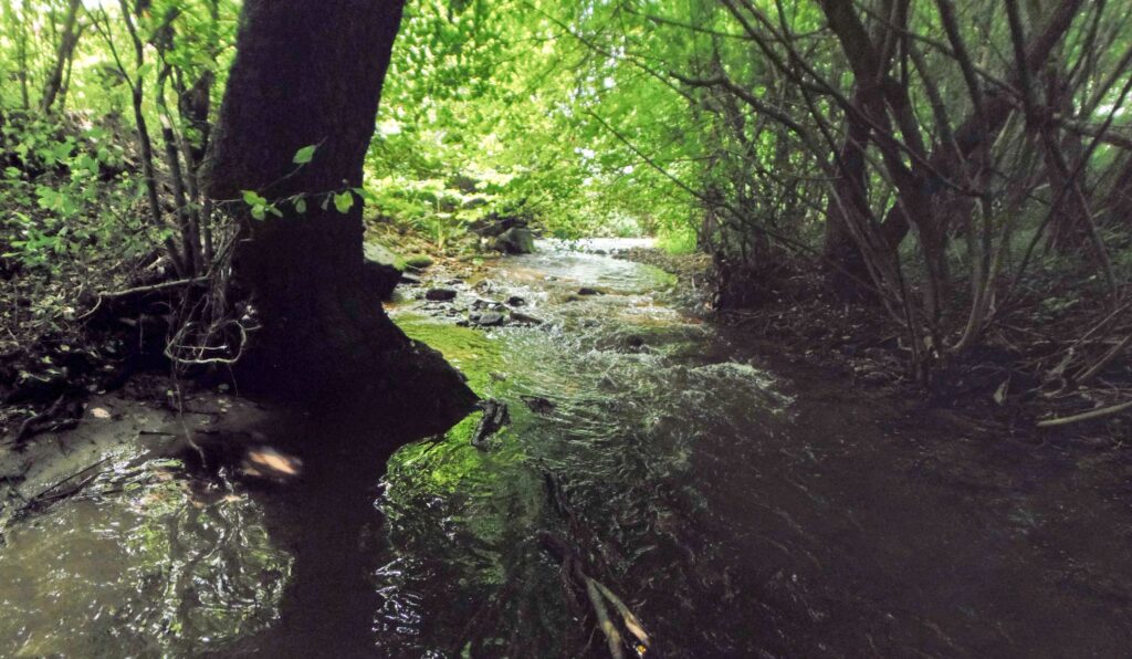 Moštenický potok. Breziny/Drahy. Pri potoku. (r.2021/OlympusSP810UZ)