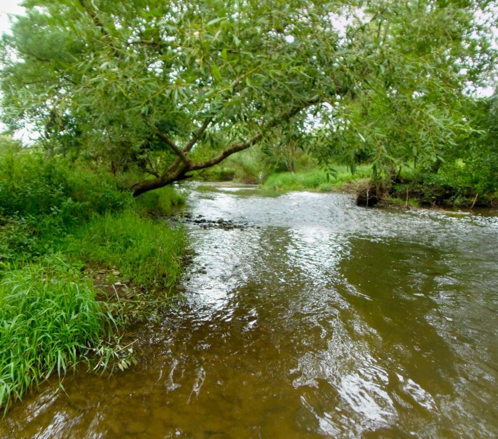 Slatina. Pod Víglašským zámkom. Prirodzené brehy rieky. (r.2021/OlympusSP810UZ)