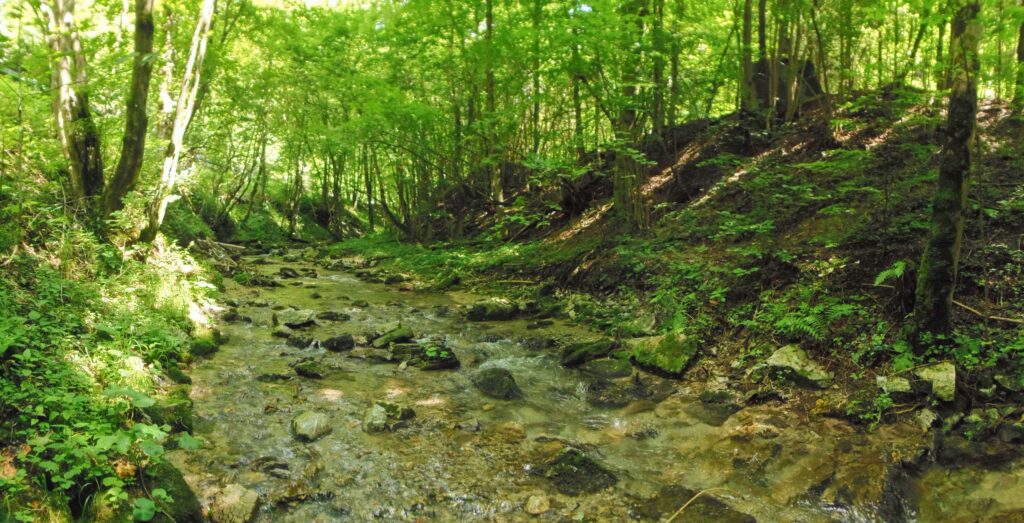 Starohorský potok. Dúbie/Mišutová. Prirodzené brehy potoka. (r.2021/OlympusSP810UZ)