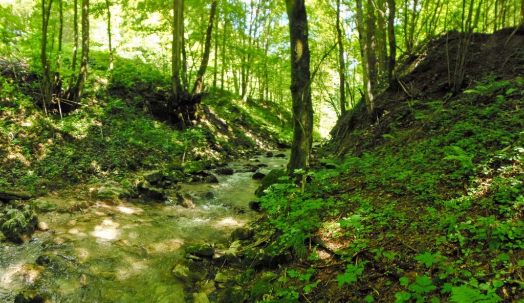 Starohorský potok. Dúbie/Mišutová. Koryto potoka. (r.2021/OlympusSP810UZ)
