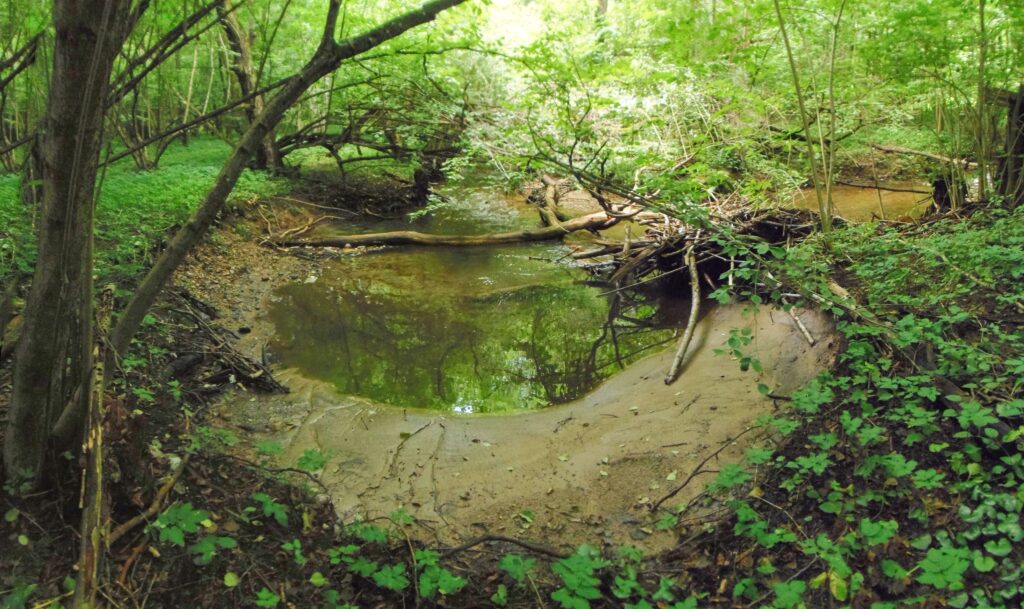 Moštenický potok. Breziny/Drahy. Prirodzené brehy potoka. (r.2021/OlympusSP810UZ)