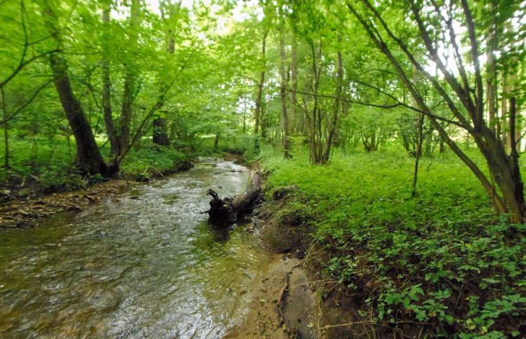 Moštenický potok. Breziny/Drahy. Prirodzené brehy potoka. (r.2021/OlympusSP810UZ)
