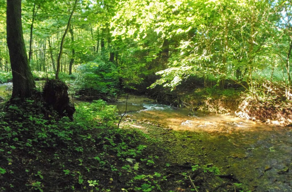 Moštenický potok. Breziny/Drahy. Plytký úsek koryta. (r.2021/OlympusSP810UZ)