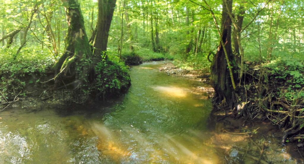 Moštenický potok. Breziny/Drahy. Klukatia sa koryto. (r.2021/OlympusSP810UZ)