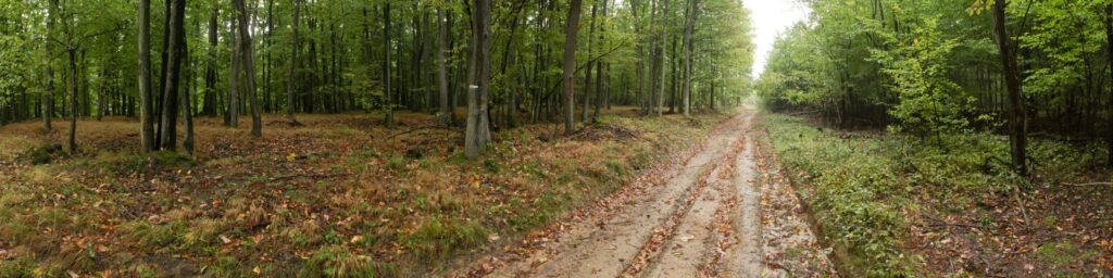 Nové Triby. Lesná cestička. (r.2021/Canonsp.)